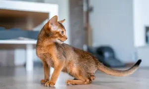 An Abyssinian cat, possibly experiencing feline hyperesthesia syndrome, crouches on a wooden floor, its gaze fixed on something unseen.