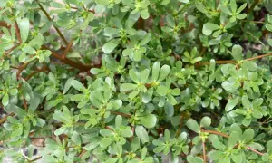 Gęsty dywan zielonych liści i czerwonych łodyg Portulaca oleracea L. tworzy naturalny, płożący się wzór.