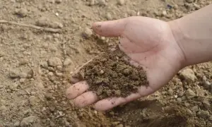 Dłoń trzyma garść żyznej ziemi, bogatej w humus. To obietnica wzrostu i plonów.