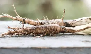 Salsefia co to? Dwa korzenie salsefii, brązowe, z licznymi cienkimi korzonkami, leżą na drewnianym blacie.