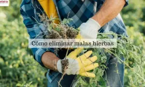 Hombre con guantes amarillos y blancos arranca malas hierbas de raíz. Aprende cómo eliminar malas hierbas para siempre y mantén tu jardín impecable.