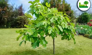 Ein junger Feigenbaum mit großen, grünen Blättern steht auf einer gepflegten Rasenfläche. Der ideale Feigenbaum Standort ist sonnig und geschützt.