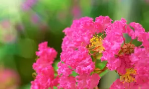 Lagerstroemia w gruncie w Polsce? Tak! Poradnik zimowania