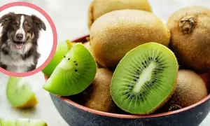 Uśmiechnięty piesek patrzy na miskę pełną kiwi. Czy to smakołyk dla psa?