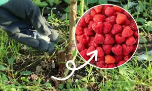 Ręka w rękawiczce rozsypuje granulowany nawóz wokół łodygi maliny, sugerując, czym nawozić maliny dla obfitych plonów.