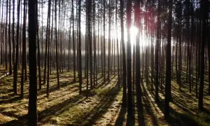 Jak zmieniła się szata roślinna? Zaskakujące zmiany w ekosystemach