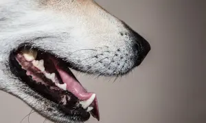 Close-up of a dog's open mouth, revealing the intricate dog tooth anatomy with sharp incisors and molars.