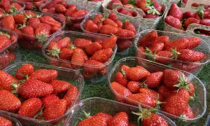 Mnóstwo świeżych truskawek w plastikowych opakowaniach, gotowych do sprzedaży detalicznej.