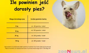 Ile gram karmy dla szczeniaka? Precyzyjne dawkowanie i porady eksperta