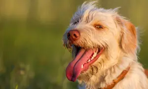 Ein glücklicher Hund hechelt abends im warmen Licht. Sein Fell ist hell, die Zunge weit herausgestreckt.