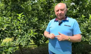 Mężczyzna w sadzie jabłoniowym opowiada o znaczeniu nawożenia, np. chlorkiem wapnia, dla zdrowia drzew.