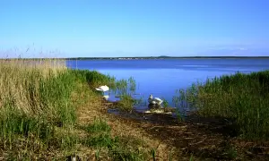 Dwa łabędzie na spokojnym jeziorze otoczonym trzcinami i zielenią.