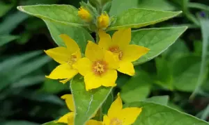 Ein aufrechter Stängel mit leuchtend gelben Blüten des punktierten Gilbweiderichs, umgeben von grünen Blättern.