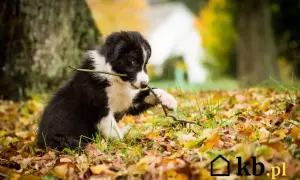 Szczeniak border collie bawi się patykiem na tle jesiennych liści. Sprawdź atrakcyjną border collie cenę!