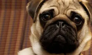 Uroczy mops, przedstawiciel rasy brachycefaliczne, patrzy z uwagą. Jego zmarszczki i wielkie oczy dodają mu charakteru.