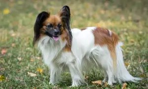Uroczy spaniel miniaturka z długą, puszystą sierścią i charakterystycznymi uszami stoi na trawie.