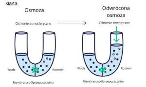 Osmoza: Co to jest? Zrozum kluczowy proces w życiu i naturze