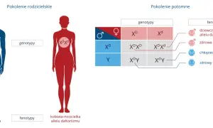Schemat dziedziczenie daltonizmu: zdrowy mężczyzna (XDY) i kobieta-nosicielka (XDXd) mogą mieć dzieci z różnymi fenotypami.