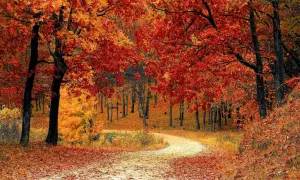 Senderos cubiertos de hojas rojas y doradas, entre árboles de **paisajes bosque otoño** vibrantes.