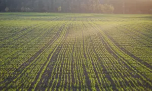 Młode zielone pędy pszenżyta jarego w rzędach na polu, w świetle zachodzącego słońca.