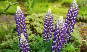 Schöne, aber **lupinen giftig** sind, blühen in einem Garten mit lila und weißen Blüten.