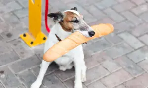 Piesek trzyma w pysku bagietkę. Czy pies może jeść chleb? To pytanie nurtuje wielu właścicieli czworonogów.
