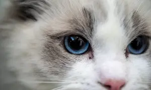Ragdoll: Kotka czy Kocur? Wybierz idealnego towarzysza!