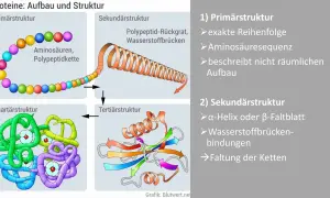 Schema zeigt den Proteine Aufbau: von Aminosäuren zur komplexen Quartärstruktur. Der Proteine Aufbau erklärt die Faltung.