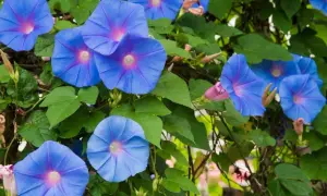 Vibrant blue morning glories bloom, their trumpet shapes unfurling. While beautiful, are morning glories poisonous? The seeds can be, but the flowers are generally safe.