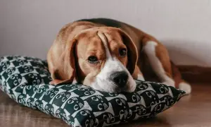 Smutny beagle leży na poduszce z kotkami. Zastanawiasz się nad beagle cena?