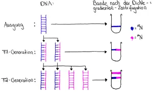 Das Meselson-Stahl-Experiment zeigt DNA-Replikation: Anfangs nur schweres ¹⁵N-DNA (blau), dann gemischte ¹⁵N/¹⁴N-DNA (F1, blau/rosa), schließlich ¹⁴N-DNA (F2, rosa) und gemischte DNA.