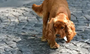 Cocker spaniel czy gubi sierść? Poznaj prawdę o linieniu tej rasy