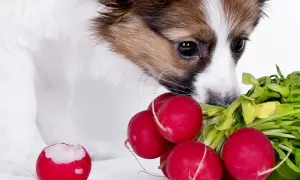 Szczeniak papillon wącha pęczek rzodkiewek. Czy pies może jeść rzodkiewkę? Jedna rzodkiewka jest nadgryziona.