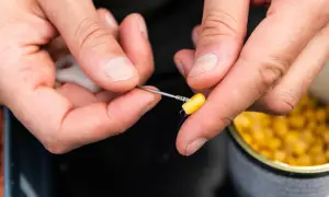 Przygotowanie kukurydzy na ryby: nawlekanie ziarna na haczyk przy użyciu igły.