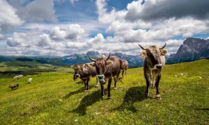 Kühe auf einer blühenden Alm mit Bergpanorama. Hier ist, was ist eine Alm: ein idyllischer Ort für Weidetiere.