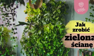 Jak zrobić zieloną ścianę z roślin i uniknąć najczęstszych błędów