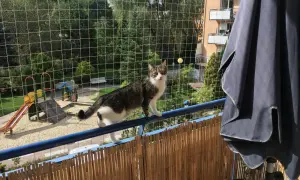 Kot na balkonie, zabezpieczonym siatką, to dowód, jak zabezpieczyć balkon dla kota. Widok na plac zabaw i drzewa.
