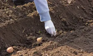 Ręka w białej rękawiczce umieszcza ziemniaka z kiełkami w ziemi. To kluczowy moment, by dowiedzieć się, jak głęboko sadzić ziemniaki.