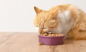 Rudy kot zajada się chrupkami z miseczki. Zastanawiasz się nad purina gourmet gold skład?