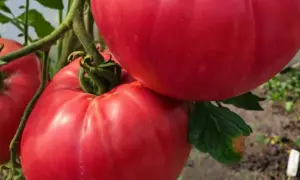 Malinowy kapturek na krzaku pomidora, soczyste, czerwone owoce gotowe do zerwania.