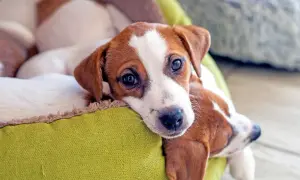Urocze szczenięta Jack Russell Terrier leżą razem. Zastanawiasz się, ile kosztują tabletki na odrobaczanie psa?