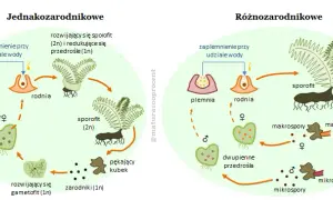 Rozmnażanie paproci: Cykl życia i proste metody domowe