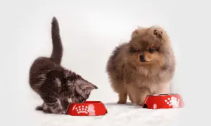 Kocię je z czerwonej miski, obok stoi szczeniak Pomeranian.