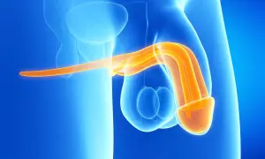 Anatomical illustration showing the male reproductive system. The penis, highlighted in orange, appears as a curved structure, with the glans prominently displayed. Testicles are visible beneath.