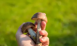 Kiedy sezon na prawdziwki? Odkryj najlepszy czas na zbiór grzybów