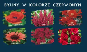 Kwitnące na czerwono byliny: mak wschodni, lubin, orlik, jeżówka, floks, malwa.