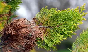 Thuja-Zweig mit gesunden grünen Nadeln und braunen, abgestorbenen Bereichen, die auf Thuja-Krankheiten hinweisen.