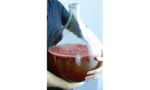 Duża szklana butla z owocami i płynem, przygotowana do fermentacji wina.