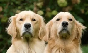 Golden Retriever: Co Może Jeść? Dieta, Bezpieczne Produkty i Błędy