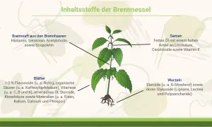 Die Brennnessel (Urtica dioica) mit ihren Inhaltsstoffen: Brennhaarsaft, Blätter, Samen und Wurzeln. Die Urtica dioica Wirkung beruht auf diesen Bestandteilen.